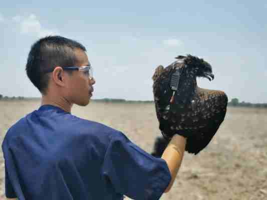 A Black Kite from Thailand reaches Mumbai setting a new record of East-West migration 1 A Black Kite from Thailand reaches Mumbai setting a new record of East-West migration