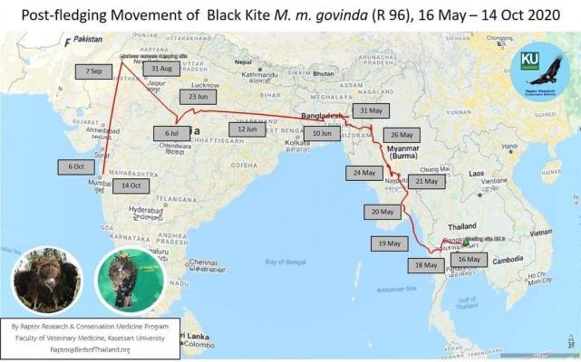 The map showing East-West migration of Black kite, courtesy Chaiyan
