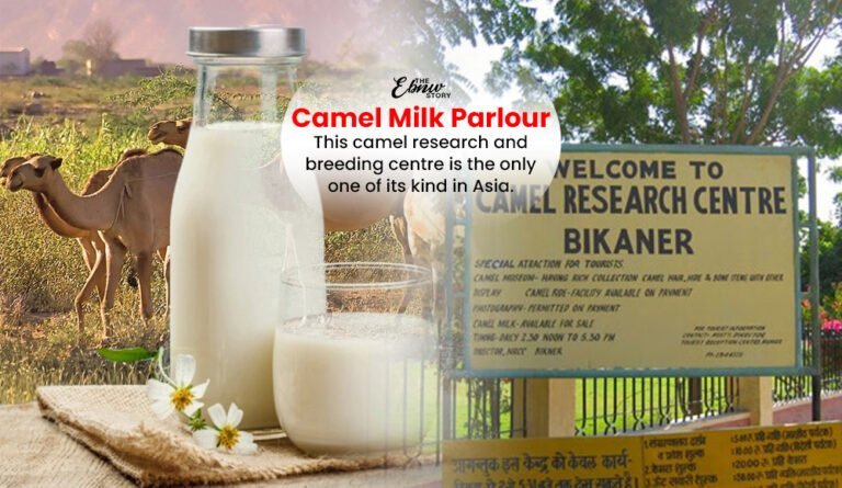 This Centre In Bikaner Runs Camel Milk Parlour Which Offers Camel Milk