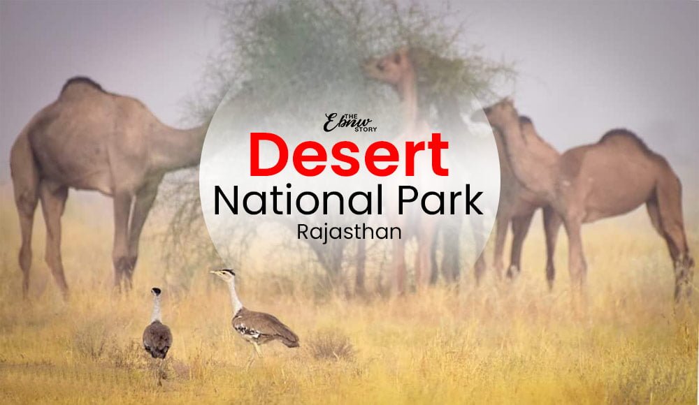 Desert National Park In Jaisalmer And Barmer District Of Rajasthan : Animals,  Safari, Photos | EBNW Story