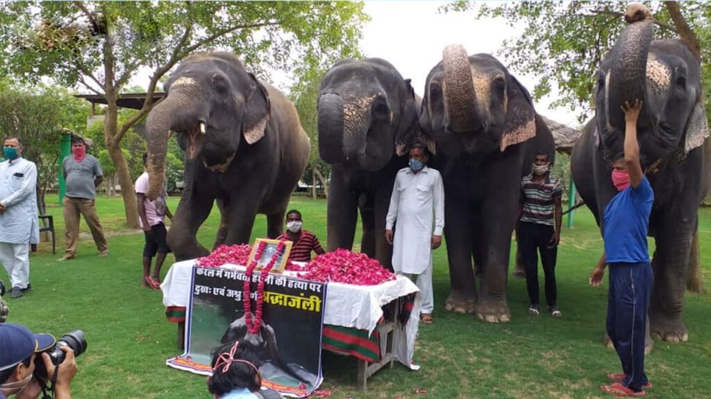 Hathigaon (Amber Fort in Jaipur) came a step ahead to pay floral tributes to the Kerala elephant