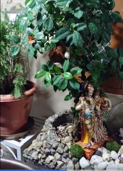 Lockdown motivation: Temple, monastery, waterfall & hillock created in home to beat pandemic blues...