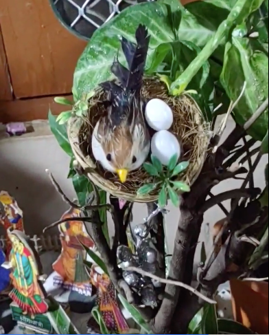 Lockdown motivation: Temple, monastery, waterfall & hillock created in home to beat pandemic blues...