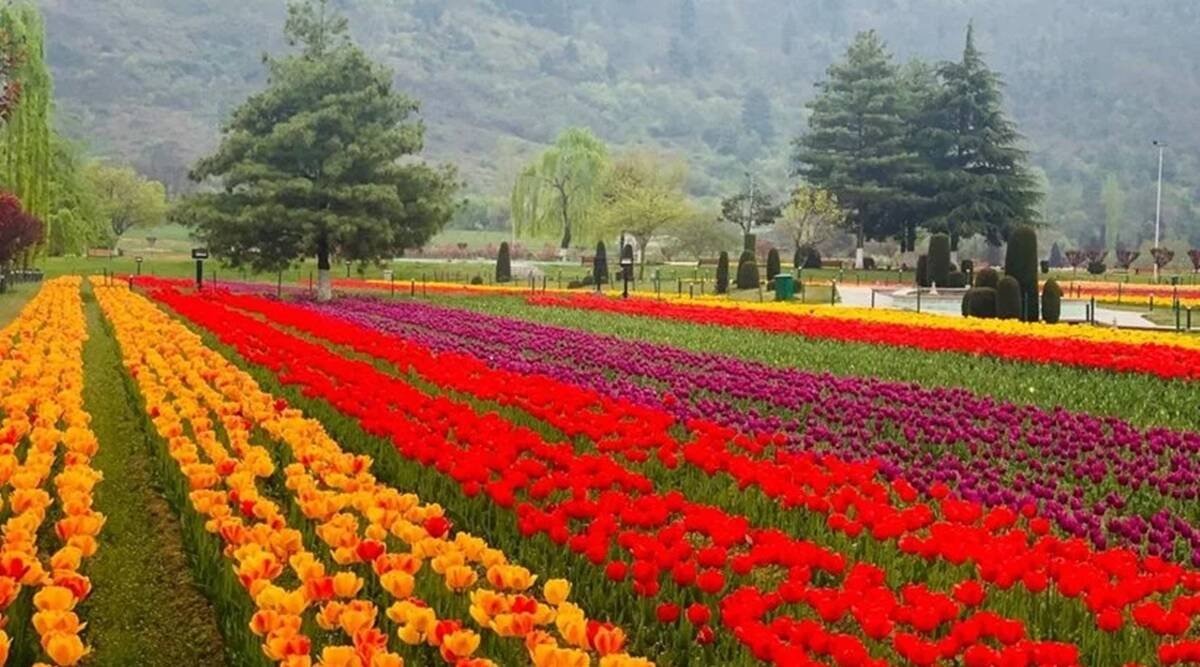 Tulip Garden In Srinagar Opens To Tourists; All Eyes Now Set On Tulip