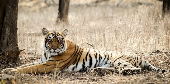 Rajasthan: Mukundra Hills National Park In Kota Is A Nature's Wonder ...