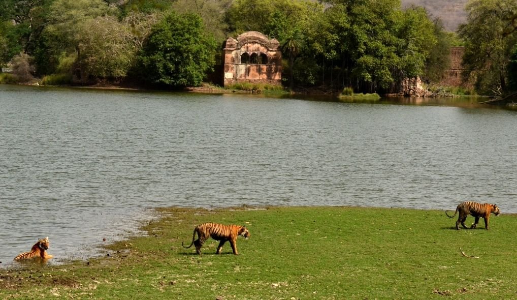 Mukundra Hills: Exploring The Serene Wilderness Of Rajasthan - EBNW Story