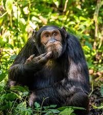 Top 10 Award-winning animal photos from Comedy Wildlife Awards has internet in awe