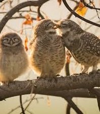 Top 10 Award-winning animal photos from Comedy Wildlife Awards has internet in awe