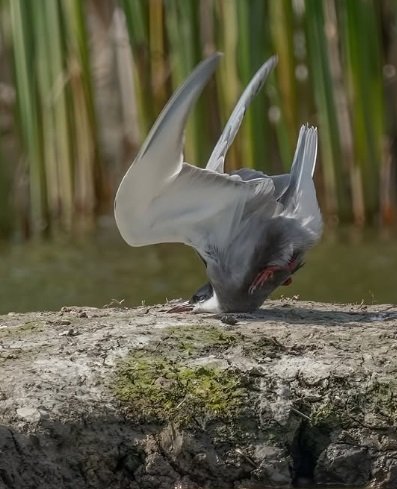 Top 10 Award-winning animal photos from Comedy Wildlife Awards has internet in awe