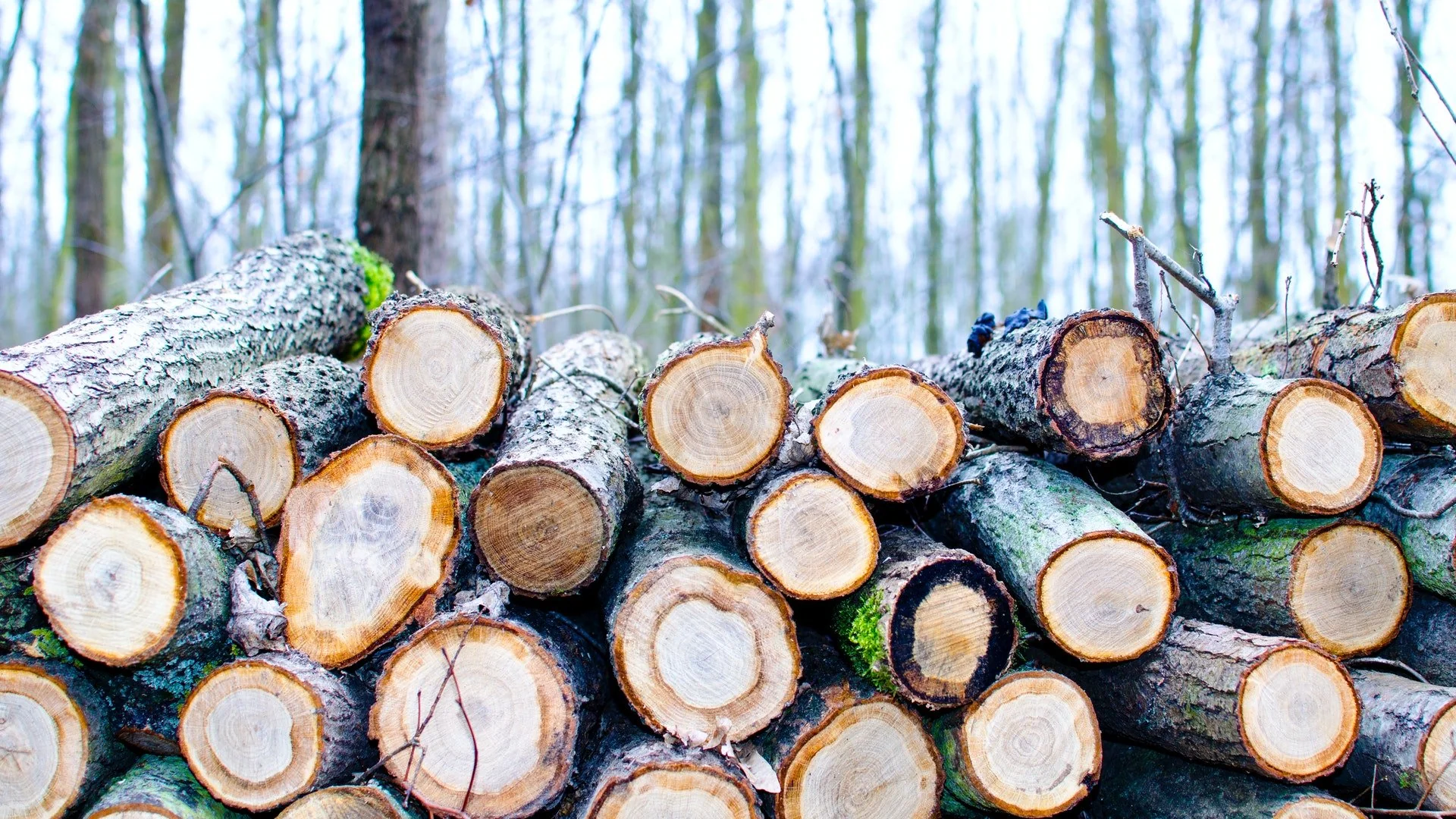 Lab-Grown Wood Created From Stem Cells Could End Deforestation ...