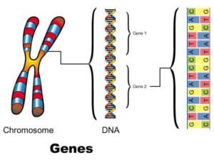 How Are Genes Made? A New Understanding Of Genetic Evolution - EBNW Story