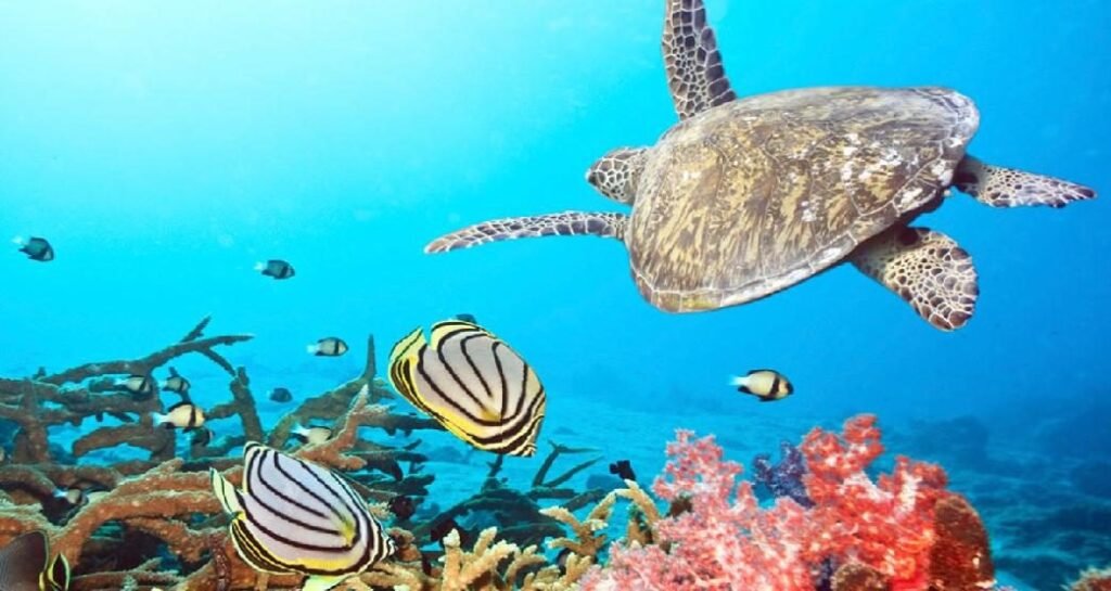 10 Best Things to Do in the Andamans