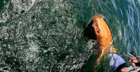 Divers Spot Rare Golden Nurse Shark in Caribbean Waters