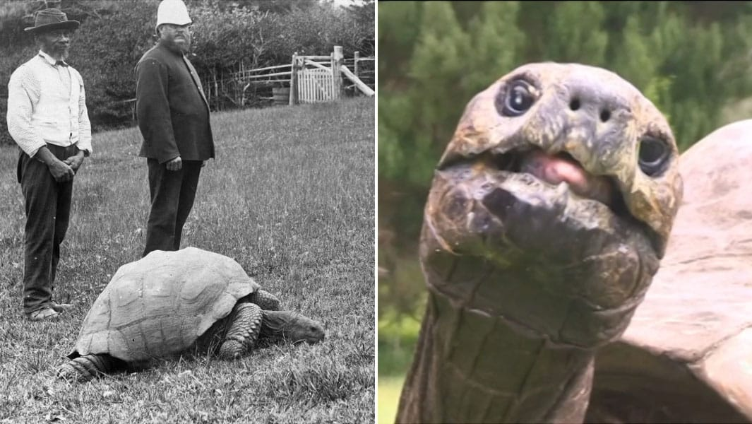 Jonathan, The World's Oldest Tortoise, Turns 192 In 2025 On St. Helena