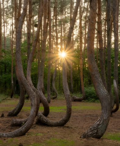 Poland’s Living Mystery of Bent Pines, Nature’s Art or Manmade Mystery?