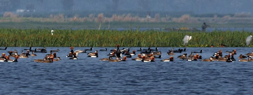 Gogabeel Lake is New Addition to Ramsar Site in india