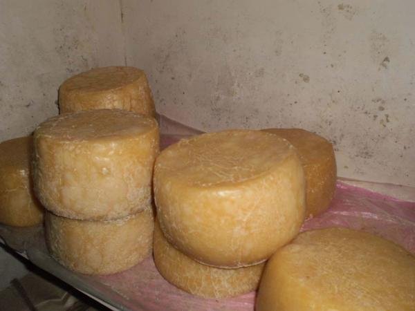 Hidden Gems of Indian Cheese: 6 Unique Varieties With Recipes and Health Benefits 4 Hidden Gems of Indian Cheese: 6 Unique Varieties With Recipes and Health Benefits