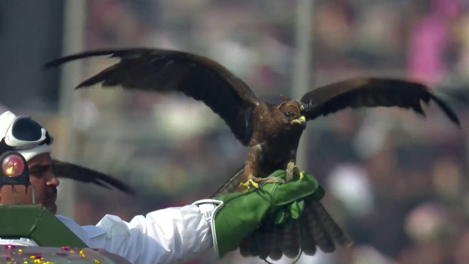 Silent Warriors Steal the Spotlight: Bactrian Camels, Black Kites and Indigenous Dogs Shine at Republic Day Parade