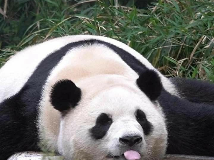 Which Country Owns All The Giant Pandas In The World And What Is Panda Diplomacy? 1 Which Country Owns All The Giant Pandas In The World And What Is Panda Diplomacy?