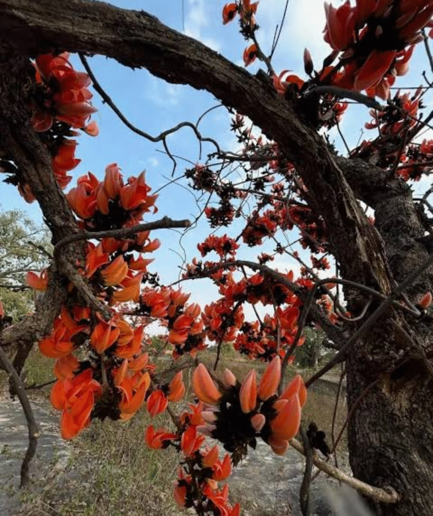 Spring's Fiery Magic: The Dazzling Story of India's Palash Blooms