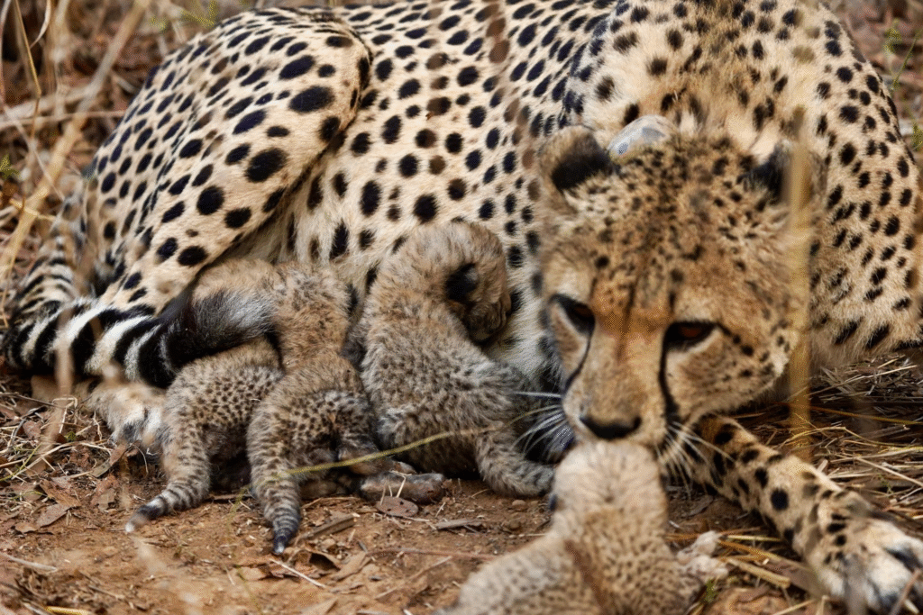 Eight Cheetahs Africa To India: Eight Cheetahs Strengthen Kuno's Wild Comeback Story ...