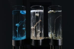 Madhya Pradesh's Groundbreaking Leap: Growing Potatoes Without Soil for Healthier, Virus-Free Crops 1 Madhya Pradesh's Groundbreaking Leap: Growing Potatoes Without Soil for Healthier, Virus-Free Crops