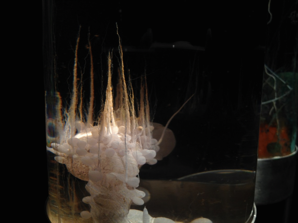 Madhya Pradesh's Groundbreaking Leap: Growing Potatoes Without Soil for Healthier, Virus-Free Crops 2 Madhya Pradesh's Groundbreaking Leap: Growing Potatoes Without Soil for Healthier, Virus-Free Crops