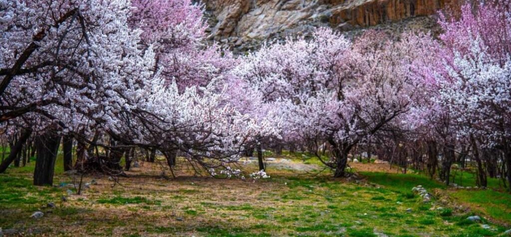 When Ladakh Blushes: April’s Secret Season of Apricot Blossoms 1 When Ladakh Blushes: April’s Secret Season of Apricot Blossoms