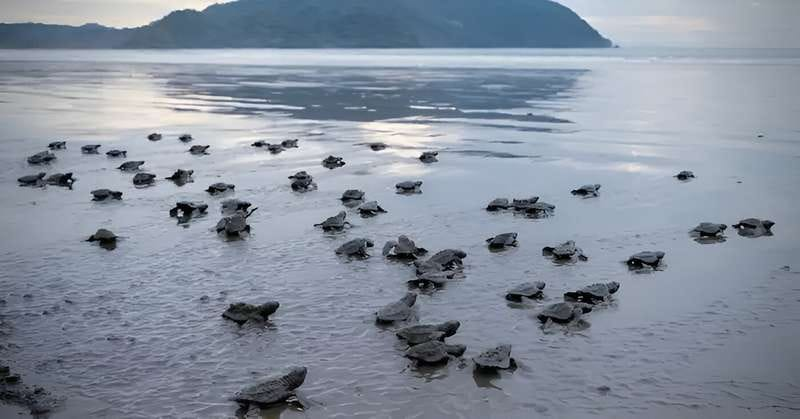 Witness Nature's Miracle: The Velas Turtle Festival 2026 - A Celebration of Conservation and Wonder