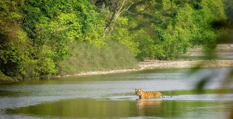 Breaking Borders for Wildlife: India-Nepal Unite to Safeguard the Terai Arc Landscape
