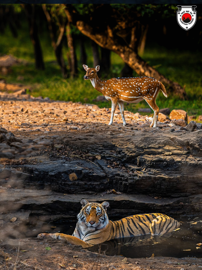 March Safaris: Best National Parks and Wildlife Sanctuaries to Visit in India