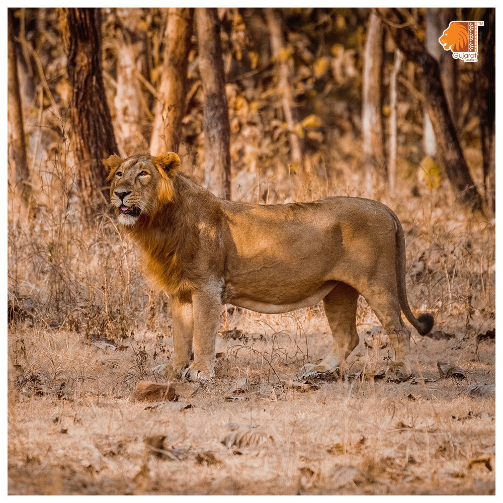 March Safaris: Best National Parks and Wildlife Sanctuaries to Visit in India