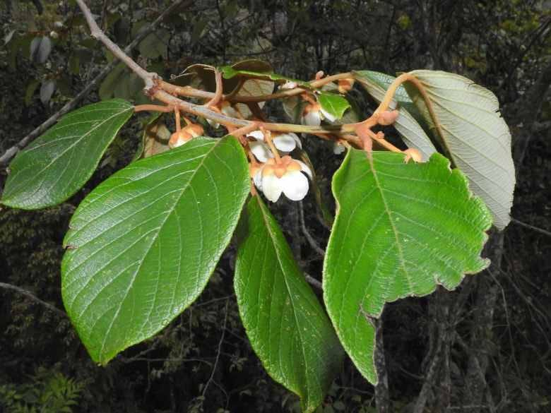 Hidden Gem of the Himalayas: New Wild Kiwi Species