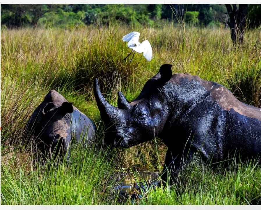 Rhinos Roar Back: Historic Return to Uganda's Kidepo Valley After 43 Years 1 Rhinos Roar Back: Historic Return to Uganda's Kidepo Valley After 43 Years