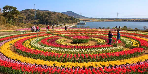 tulip-festival1