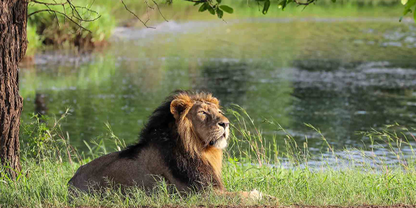 Chasing the Wild: 15 Incredible Indian Wildlife Getaways for Summers