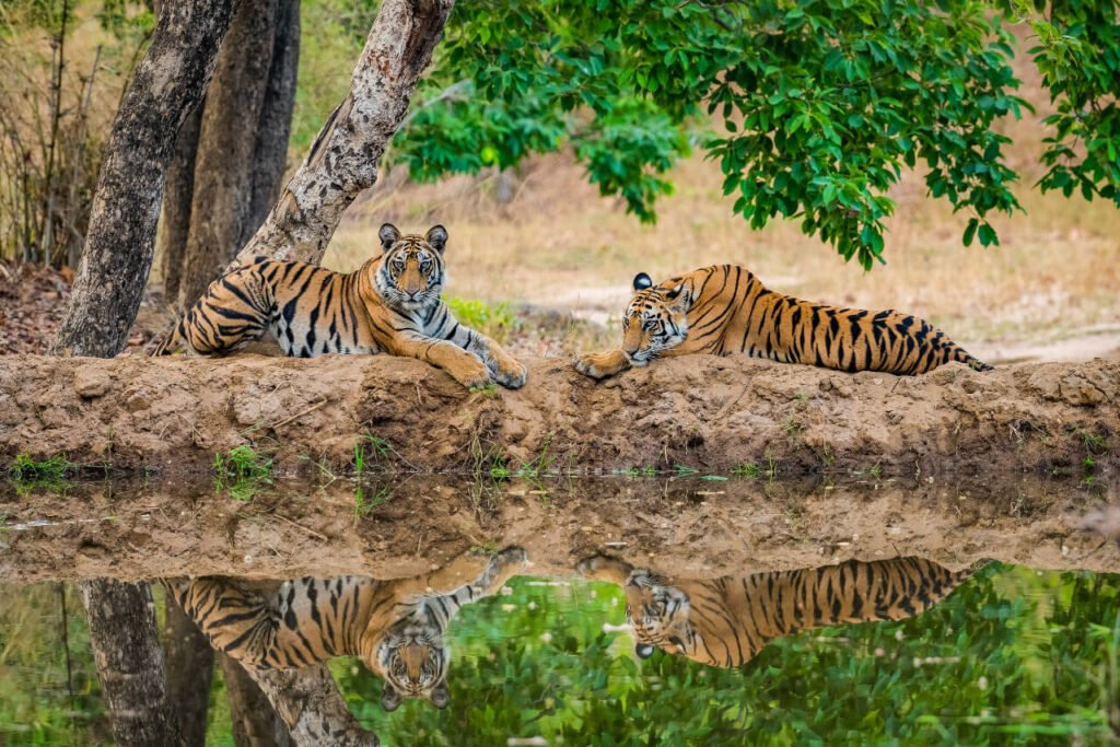 Chasing the Wild: 15 Incredible Indian Wildlife Getaways for Summers
