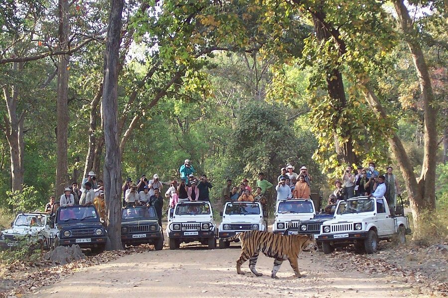 Chasing the Wild: 15 Incredible Indian Wildlife Getaways for Summers