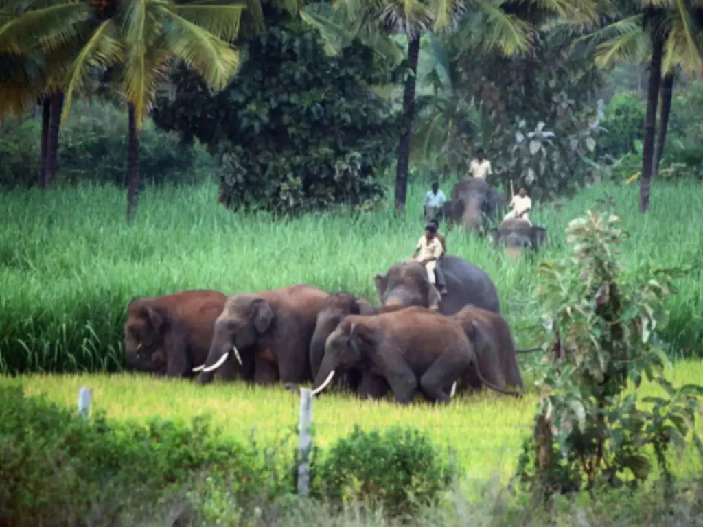 Chasing the Wild: 15 Incredible Indian Wildlife Getaways for Summers