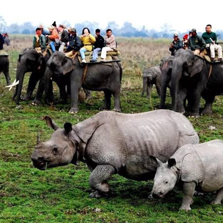 Chasing the Wild: 15 Incredible Indian Wildlife Getaways for Summers