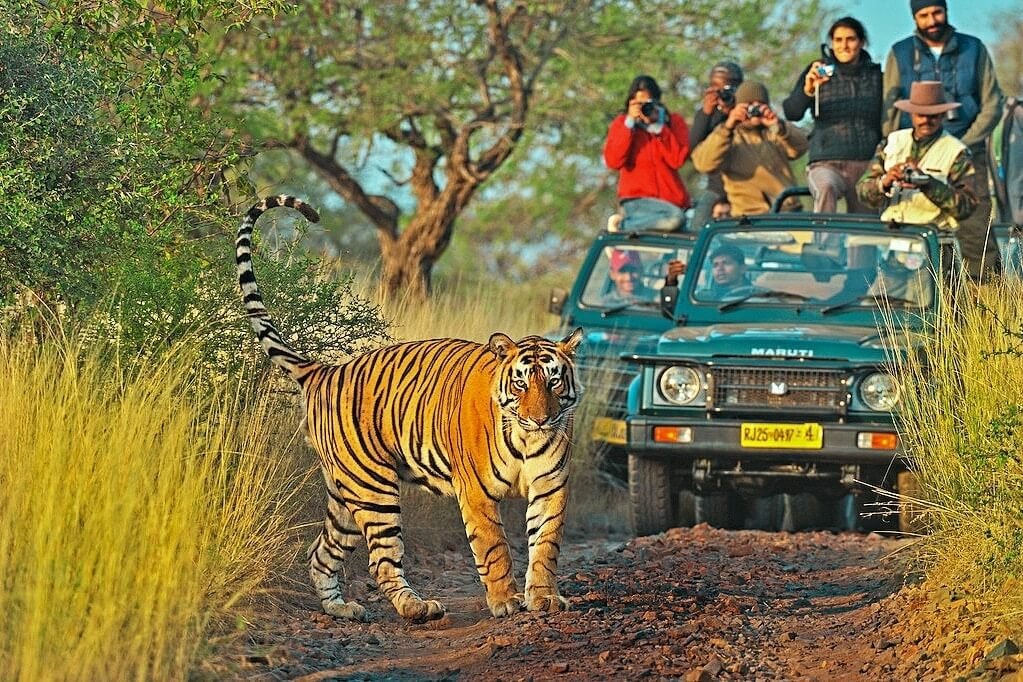 Chasing the Wild: 15 Incredible Indian Wildlife Getaways for Summers
