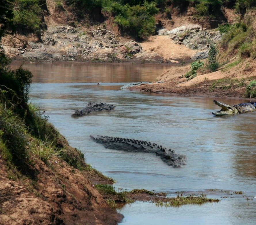 Tourism in Hadoti: Rajasthan’s Emerging Frontier of Heritage, Wilderness, and Living Culture