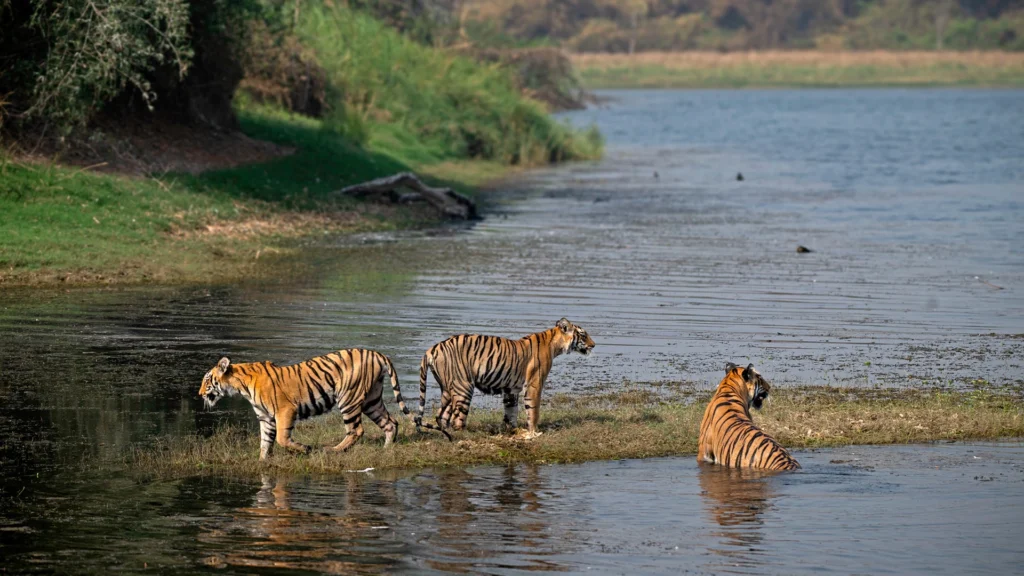 Chasing the Wild: 15 Incredible Indian Wildlife Getaways for Summers