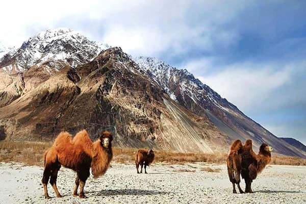 Chasing the Wild: 15 Incredible Indian Wildlife Getaways for Summers