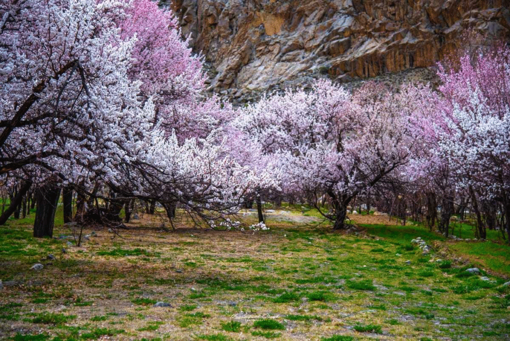 When Flowers Awaken the Mountains: Ladakh's Magical Apricot Blossom Festival