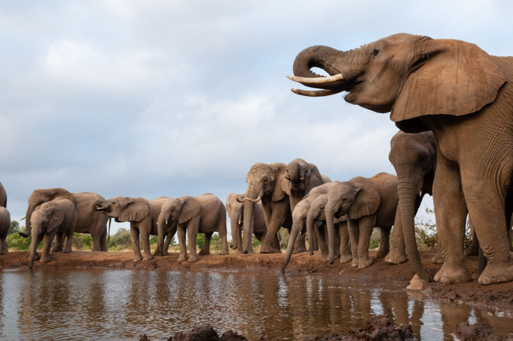 Botswana: The Last True Sanctuary for Africa's Giants - Home to the World's Largest ElephantPopulation