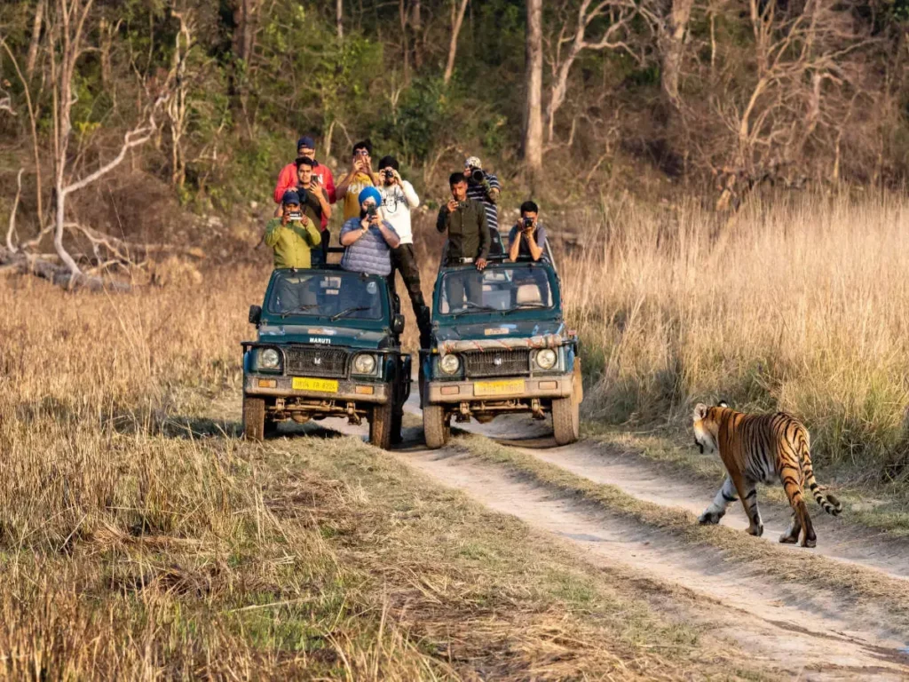 Chasing the Wild: 15 Incredible Indian Wildlife Getaways for Summers