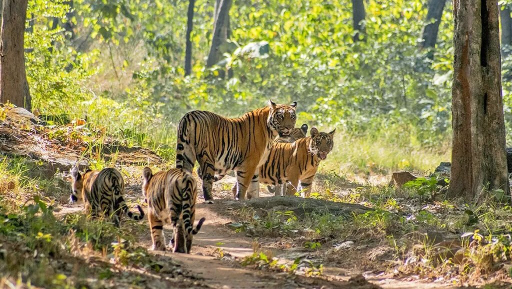 Chasing the Wild: 15 Incredible Indian Wildlife Getaways for Summers