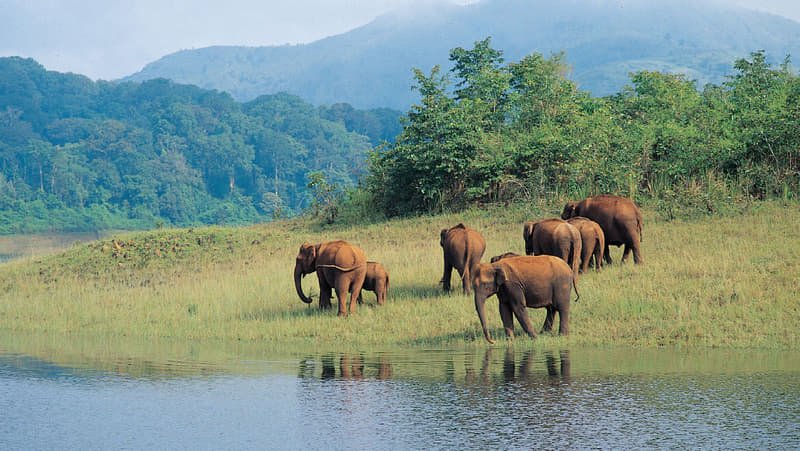 Chasing the Wild: 15 Incredible Indian Wildlife Getaways for Summers