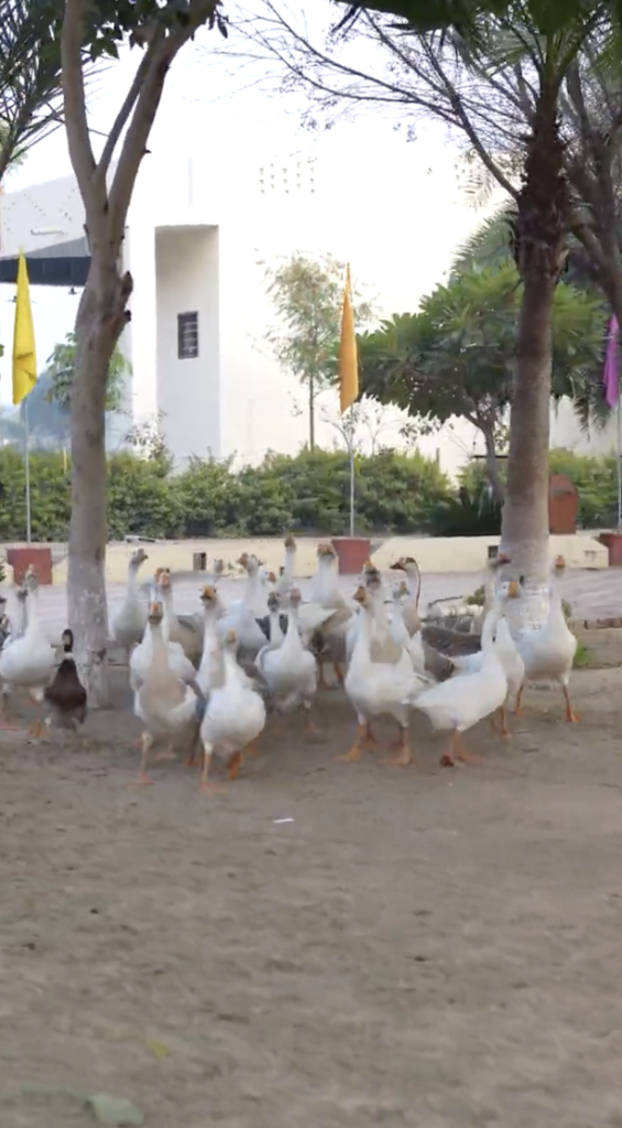 Rooted in Tradition, Built for Tomorrow: Inside a 250-Acre Vision of Education and Wellness in Hanumangarh...